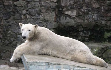 В Николаевском зоопарке белые медведи ждут пластиковую бочку, буй и мячик
