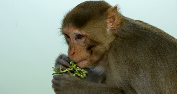 Ученые США смогли восстановить поврежденный спинной мозг обезьян с помощью стволовых клеток
