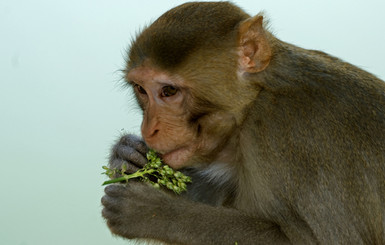 Ученые США смогли восстановить поврежденный спинной мозг обезьян с помощью стволовых клеток