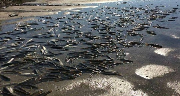 Мор рыбы в Молочном лимане: ущерб составил 93 миллиона гривен