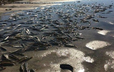 Мор рыбы в Молочном лимане: ущерб составил 93 миллиона гривен