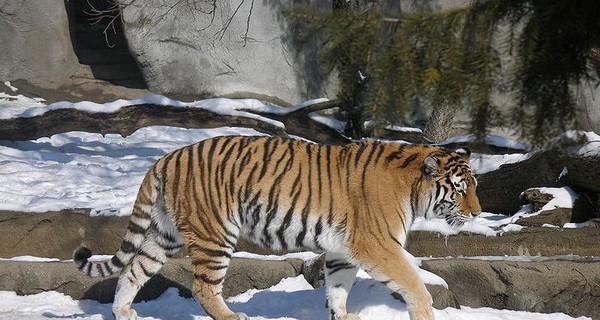 В зоопарке Китая тигры растерзали безбилетника, который лез через забор
