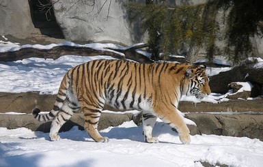 В зоопарке Китая тигры растерзали безбилетника, который лез через забор