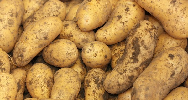 Украина похвасталась экспортом картофеля в Беларусь