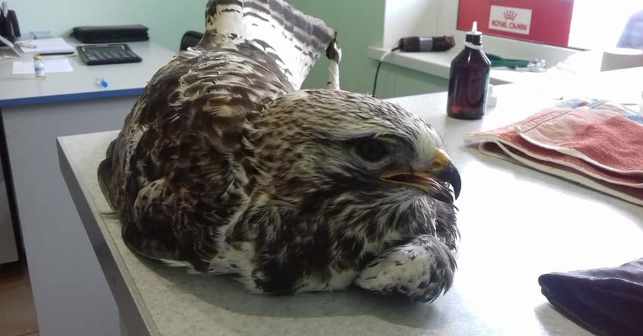 В Днепре спасают краснокнижного орла, пострадавшего из-за доверчивости