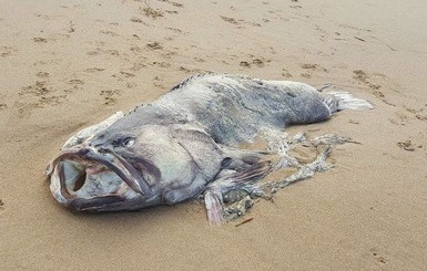 В Австралии нашли 150-килограмовую рыбу-монстра