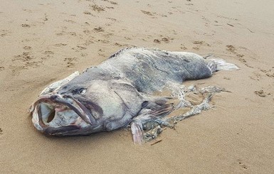 В Австралии к берегу прибило ископаемое чудовище