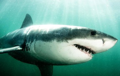 Австралиец голыми руками отбился от акулы