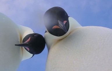 Двое пингвинов нашли в Антарктиде камеру и сняли сами себя