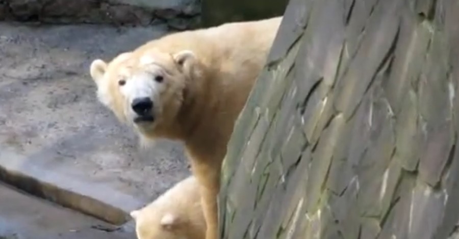 В Николаевском зоопарке белый медвежонок впервые вышел в люди