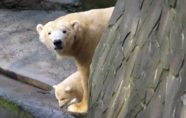В Николаевском зоопарке белый медвежонок впервые вышел в люди