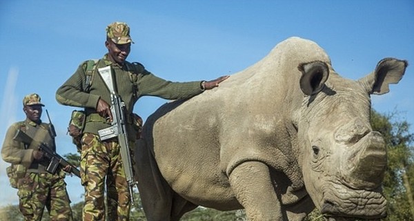 Усыпили последнего на планете самца белого носорога, подвид фактически вымер 