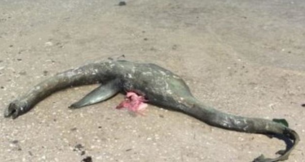 На пляже в Джорджии нашли неизвестное морское чудовище