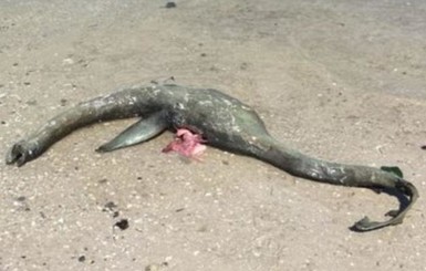 На пляже в Джорджии нашли неизвестное морское чудовище