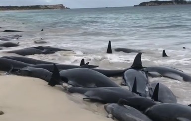 На берег в Западной Австралии массово выбросились черные дельфины