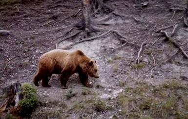 Как избежать нападения медведя: в Карпатах косолапые уже выходят из спячки