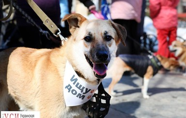 В Одессе прошел марш собак