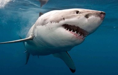 На Гавайях акула напала на серфера 
