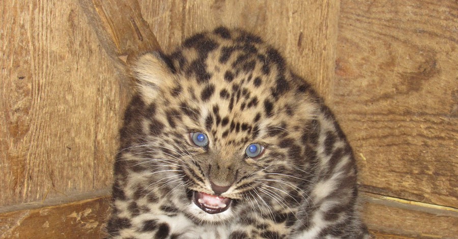 В Николаевском зоопарке родились амурские тигры, леопард и сервал