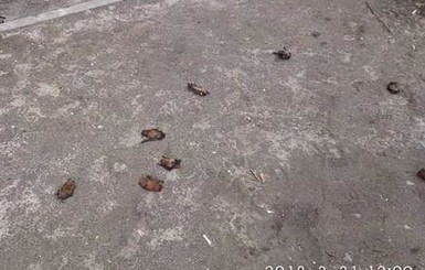 Выжившего в массовой бойне в Днепре летучего мышонка спасают в Харькове