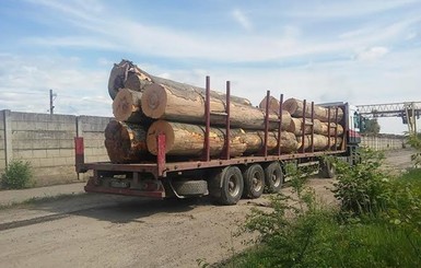 Верховная Рада запретила вырубку лесов в Карпатах