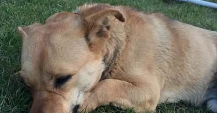 В Одессе умер охранник рынка, спасая отравленную догхантерами собаку 