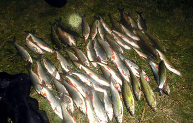 На Прикарпатье браконьеры выловили 56 рыбин голыми руками