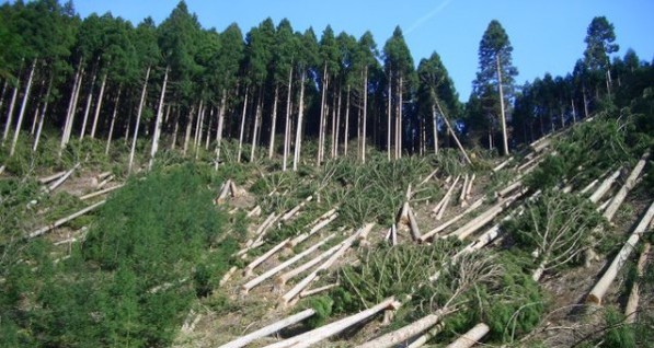 На восстановление карпатских лесов нужно 100 лет