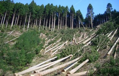 На восстановление карпатских лесов нужно 100 лет