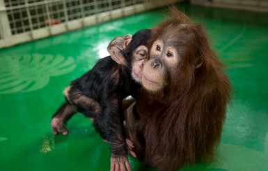 В Харькове орангутан стал названным братом для шимпанзе