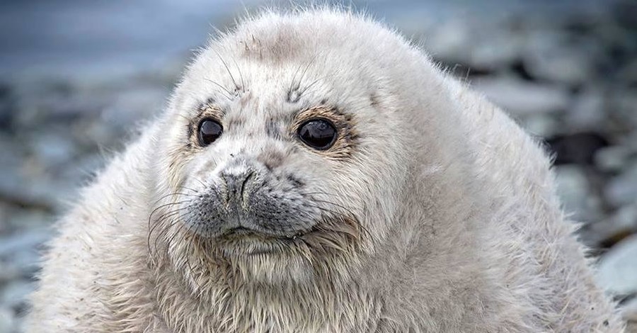 На Камчатке очень толстого детеныша тюленя назвали Жруном