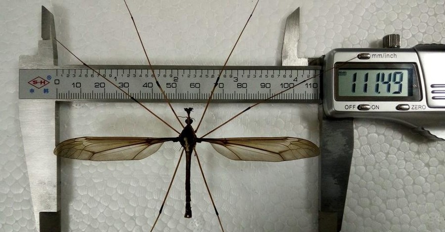 В Китае обнаружили самого большого в мире комара