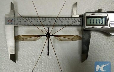 В Китае обнаружили самого большого в мире комара