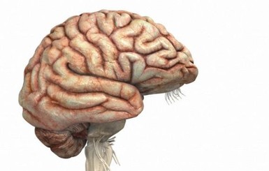 Ученые сохранили жизнь мозга вне тела