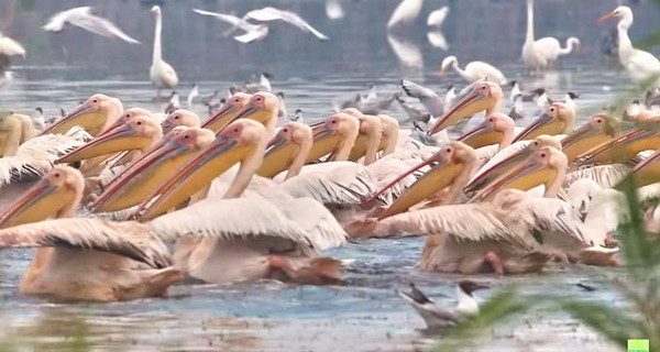 В Одесской области строят отдельный остров для пеликанов