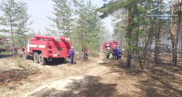 В Луганской области загорелся лес