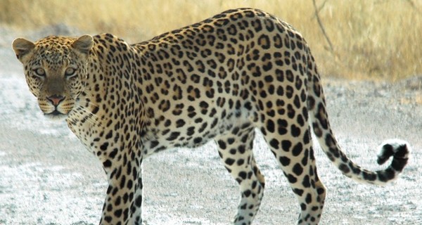 В Уганде леопард съел трехлетнего мальчика