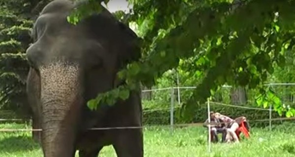 Циркачи, выгуливавшие в парке слониху: 