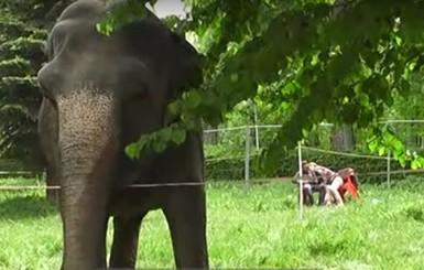 Циркачи, выгуливавшие в парке слониху: 