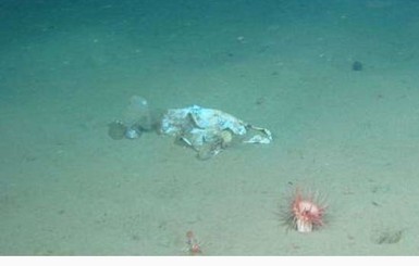 На дне Марианской впадины в 11 километров глубиной нашли пластиковый пакет 