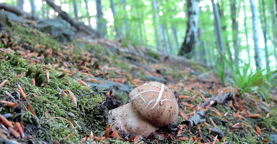 На Закарпатье и Прикарпатье уже собирают белые грибы