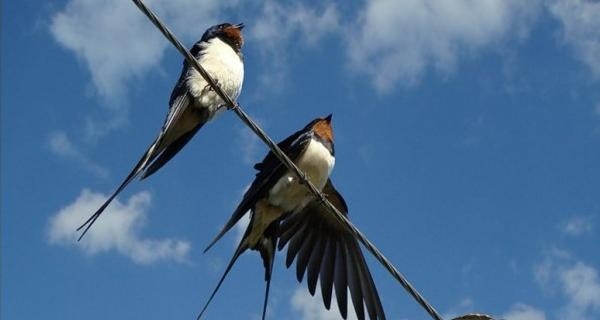 День перелетных птиц: из Украины – на Израиль, и потом – в Конго 