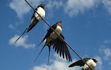 День перелетных птиц: из Украины – на Израиль, и потом – в Конго 