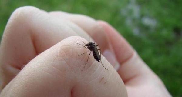 На Харьковщине комар заразил женщину глистами