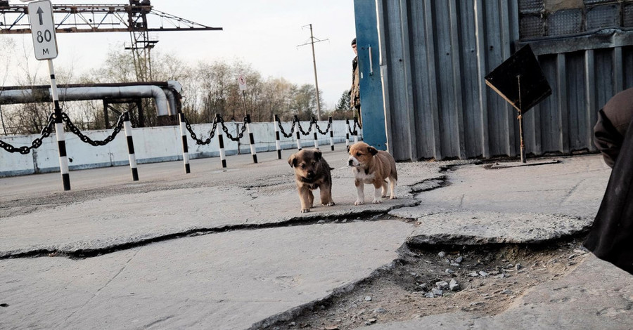 200 бездомных чернобыльских щенков возьмут к себе американские семьи 