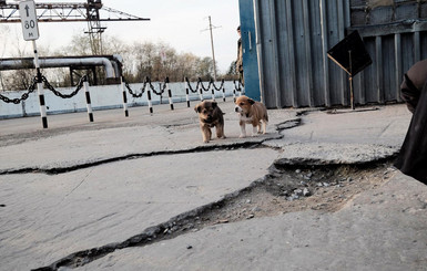 200 бездомных чернобыльских щенков возьмут к себе американские семьи 