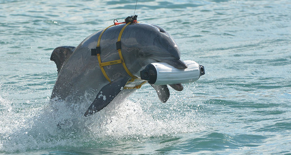 Гибель боевых дельфинов ВМС Украины в Крыму: опубликовано видео
