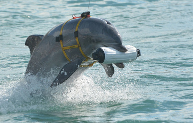 Гибель боевых дельфинов ВМС Украины в Крыму: опубликовано видео
