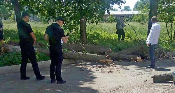 В Черкассах  на второклассников упало дерево, четыре ребенка травмированы 