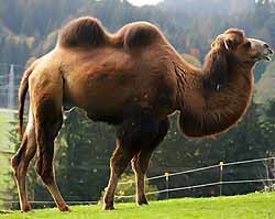 Принц Дубаи купил верблюда за $ 3 миллиона 